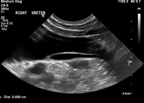 How Accurate Is A Dog Ultrasound