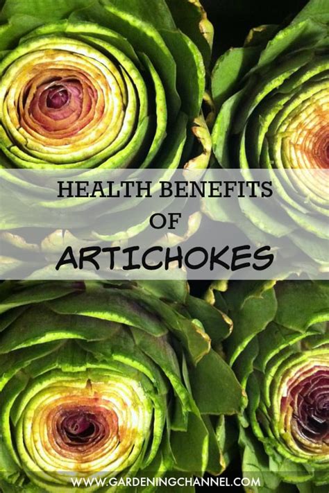 Health Benefits of Artichoke - Gardening Channel