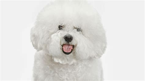 Are Bichon frise Dogs Good for Seniors?