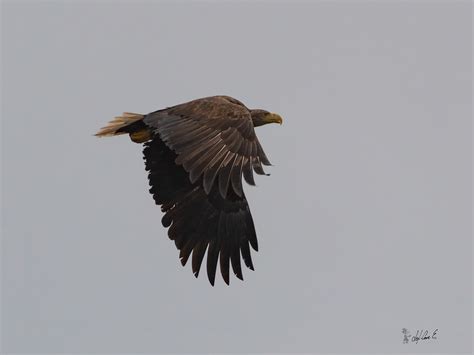 White tailed eagle on Behance