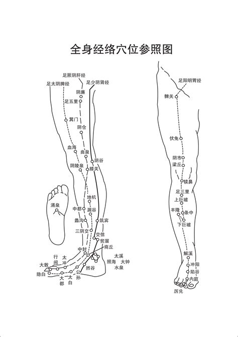 腿部经络图解大全图片 - 动态图库网