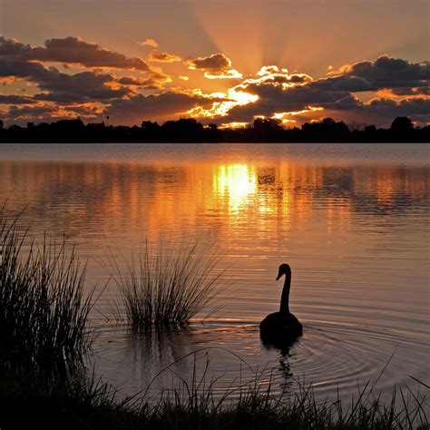 Swan At Sunset by Jennie Stock