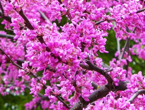 redbud tree - state tree of Oklahoma | Redbud tree, Flowers nature, Pink plant