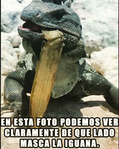 De que lado masca la iguana? Mexican Problems, Dream Big, Lizard, Funny Memes, Lol, Animals ...