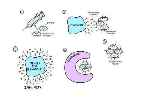 Phagocyte Diagram Gcse