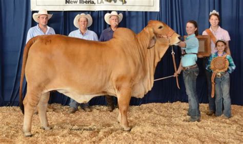 Sugar Classic: Highlights of our Brahman Show Heifer Wins - Moreno ...