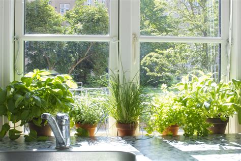 Indoor Herb Garden; grow one on your own with these tips - DIYVila