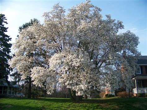 Your Complete Guide To Magnolia Trees | The Tree Center™