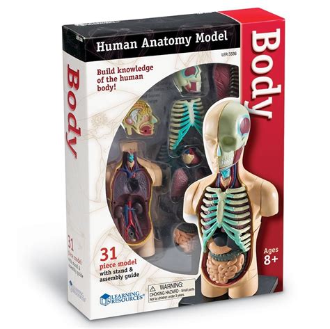 Human Body Anatomy Model - Toy Sense