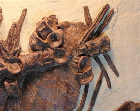 25" Fossil Xiphactinus Skull - Terror Of The Inland Seaway (#31440) For Sale - FossilEra.com