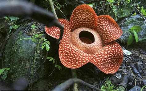 Bunga Rafflesia Tuan Mudae Salah Satu Terbesar di Dunia - Nasional - AnalisaDaily.com