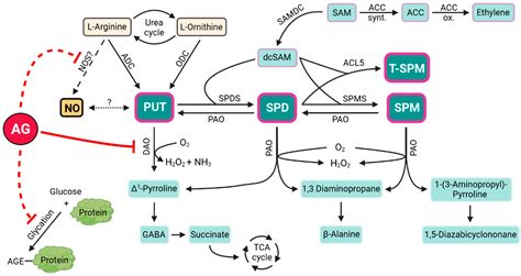 Life | Free Full-Text | More Than a Diamine Oxidase Inhibitor: L ...