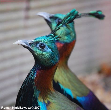 Danfe, Nepal's National bird | Critters, Storms, and Living Forces