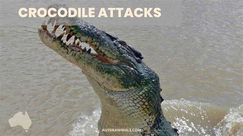 Crocodile Attacks | Aussie Animals