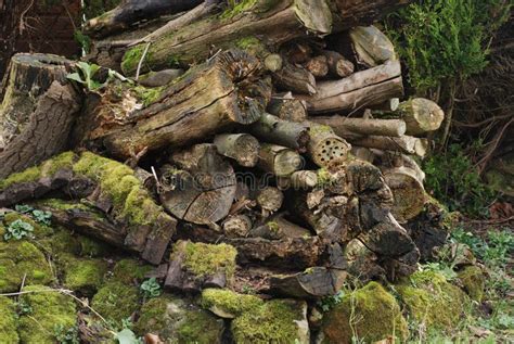 Moss And Lichen On A Rotting Log In A Wildlife Garden Stock Photo - Image: 44113714