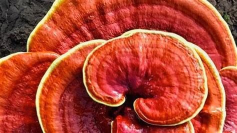 A Guide to Using Reishi Mushroom Powder for Better Health 2024 - NaoWell