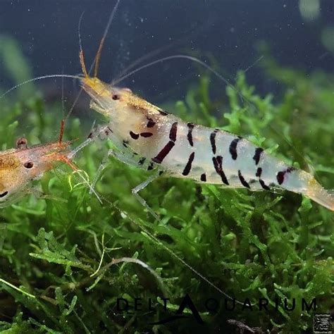 Buy Tiger Shrimp from Delta Aquarium Online Fish Store UK