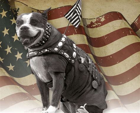 SERGEANT STUBBY AMERICA’S MOST DECORATED WAR DOG | Pocketmags.com