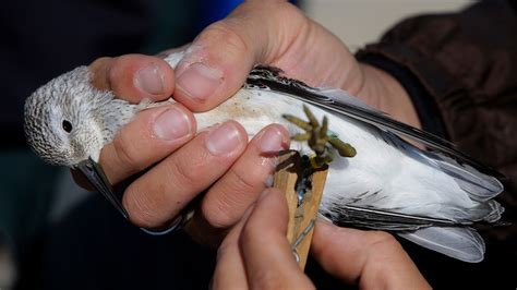 Nearly half of the world’s migratory species are in decline, UN report ...