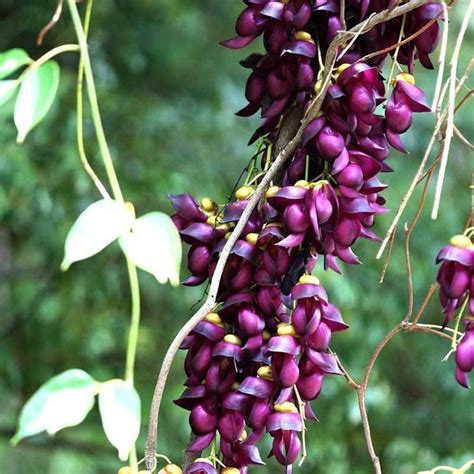 Mucuna Sempervirens - Purple Jade Vine - Buy Plants Online | Pakistan ...