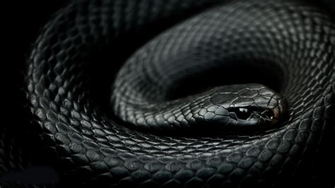 Wallpaper : snake, reptiles, mamba, serpent, black and white ...