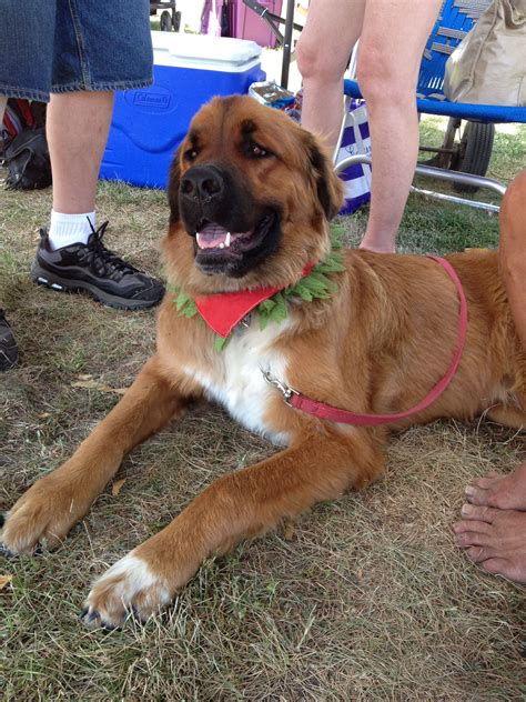 Saint Bernard German Shepard Mix :) Looks sooo much like my Chewbacca! St Bernard Mix, Saint ...