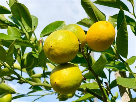 How To Grow Lemon Trees at Home