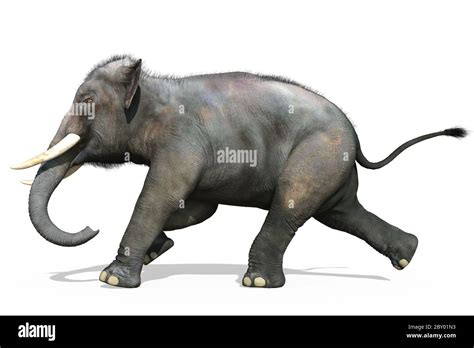 Shark isolated on white background 3d illustration Stock Photo - Alamy