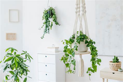 22 Indoor Vine Plants That Look Great in the Home