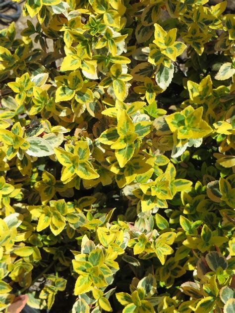 Euonymus fortunei 'Emerald 'n Gold' - Boething Treeland Farms