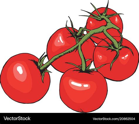 Tomato drawing isolated tomatoes on branch Vector Image