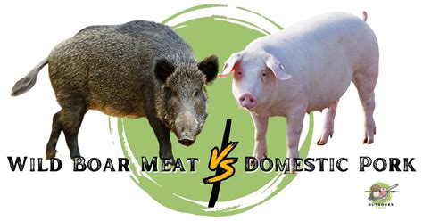 Wild Boar Meat Vs Domestic Pork - OutdoorsChef