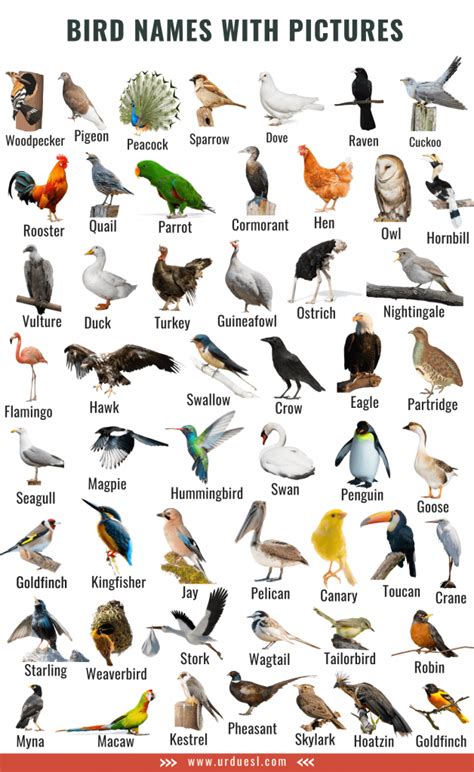 A to Z Bird Names List in English with Pictures - Download in Pdf