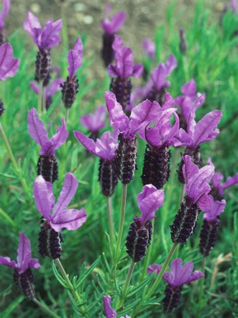 How to Plant, Grow and Care for Lavender | Lavender plant, Spanish lavender, Growing lavender