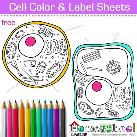 Animal Cell Color Sheet