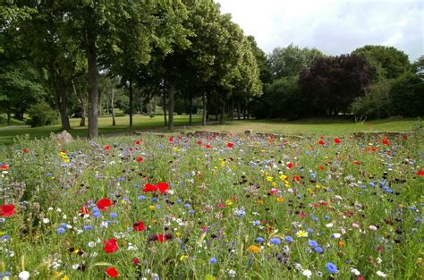 Benefits of Wildflowers To Your Yard | Perennial Lawn Care