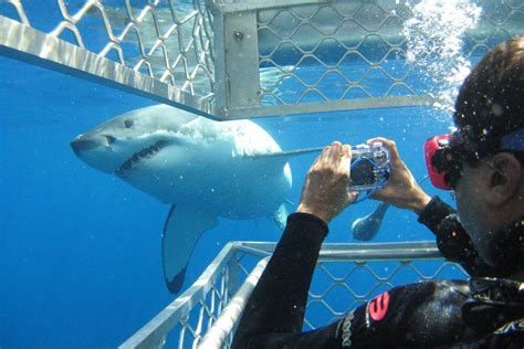 Oahu Shark Diving Tour - $135 - Waikiki Adventures