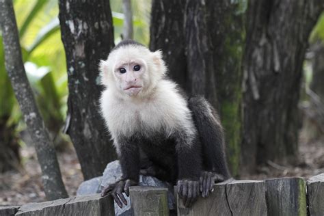 The ABCs of Taking Care of Your Pet Capuchin Monkey - Pet Ponder