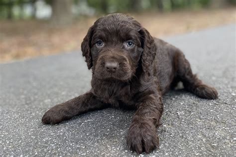 Boykin Spaniel Puppies – Boykin Spaniels and other Gun Dogs Available for Sale