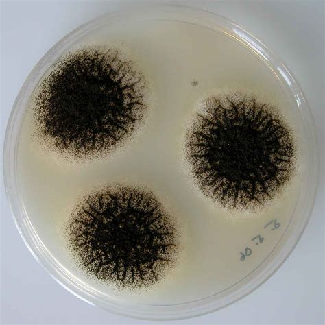 Aspergillus niger