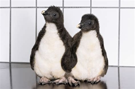 Eleven Adorable Fluffy Rockhopper Penguin Chicks Squeak With Excitement ...