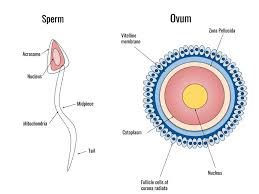 X chromosomes Inactivation Legacy of Inactivation Status Across Cell ...