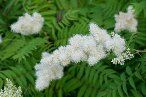 False Spirea (Sorbaria sorbifolia): How To Grow and Care | Florgeous