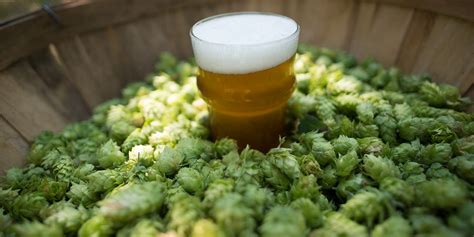 Why Are IPAs Still So Popular?