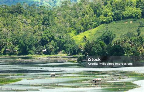 Mindanaolake Sebuphilippines Stock Photo - Download Image Now - Blue, Color Image, Green Color ...