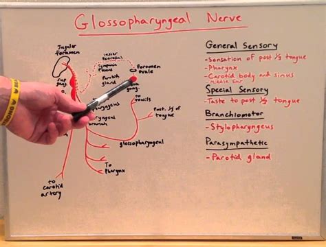 Dr najeeb lectures usmle step 1 - toseoseojp