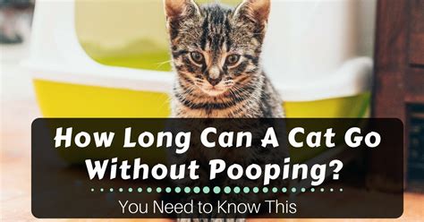 How Long Can a Cat Go Without Pooping