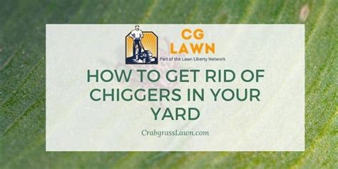 How To Get Rid Of Chiggers In Your Yard - and Prevent! | CrabgrassLawn