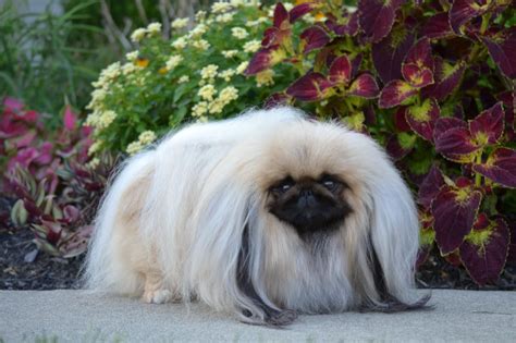 Pin by Peke Mom on It's a Pekes world! | Pekingese puppies, Pug puppies, Pekingese dogs