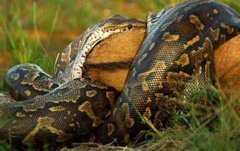 African Python Swallows a Large Prey | Animals